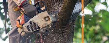 Manistique, MI Tree Services Company