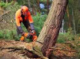 Best Seasonal Cleanup (Spring/Fall)  in Manistique, MI