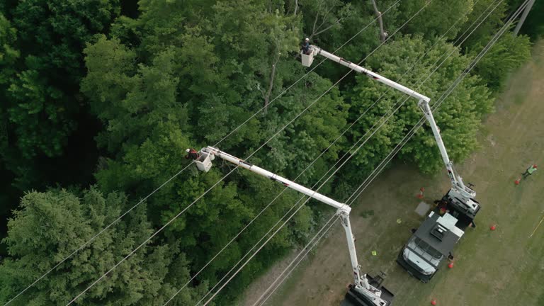 How Our Tree Care Process Works  in  Manistique, MI