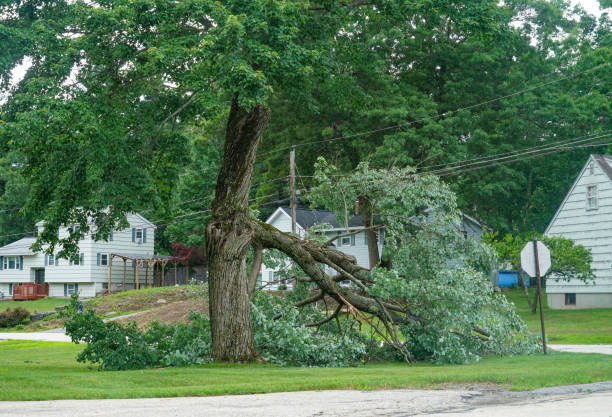 Best Hedge Trimming  in Manistique, MI