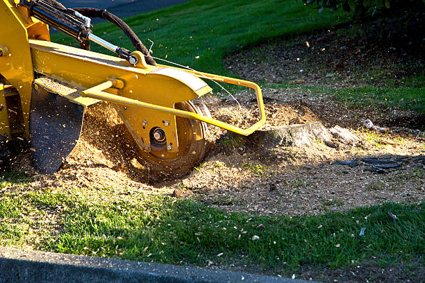 Best Leaf Removal  in Manistique, MI