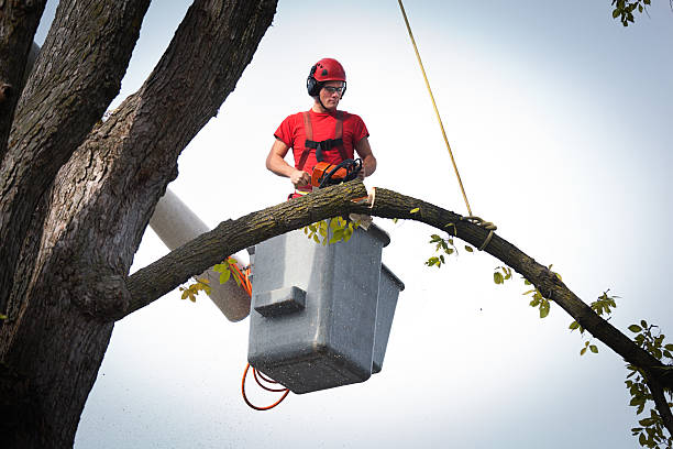 Best Arborist Consultation Services  in Manistique, MI