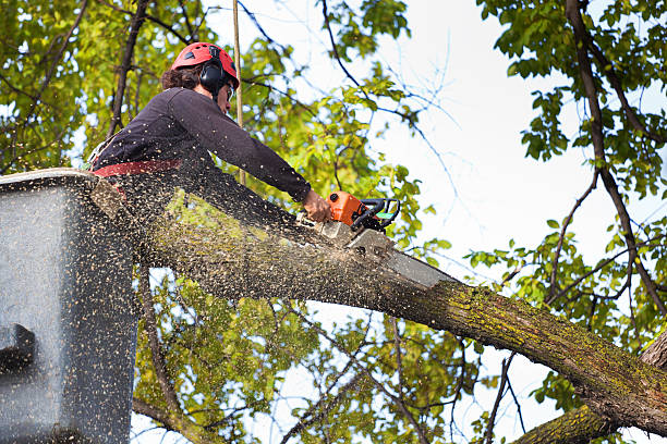 Best Utility Line Clearance  in Manistique, MI